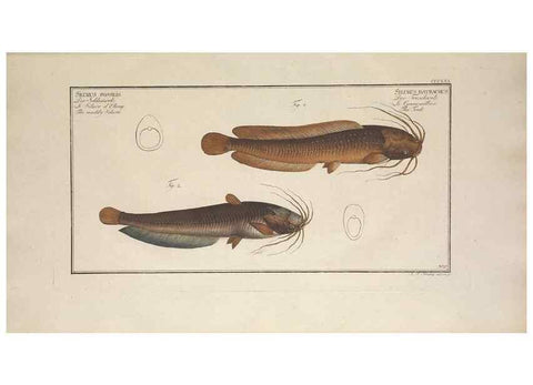 Reproducción/Reproduction 49774555766: Ichtyologie, ou, Histoire naturelle, générale et particulière des poissons :. A Berlin :Chez l'auteur, & chez François de la Garde libraire,1785-1797.. 