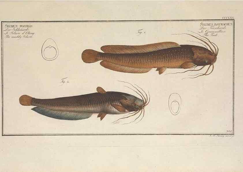 Reproducción/Reproduction 49774555766: Ichtyologie, ou, Histoire naturelle, générale et particulière des poissons :. A Berlin :Chez l'auteur, & chez François de la Garde libraire,1785-1797.. 
