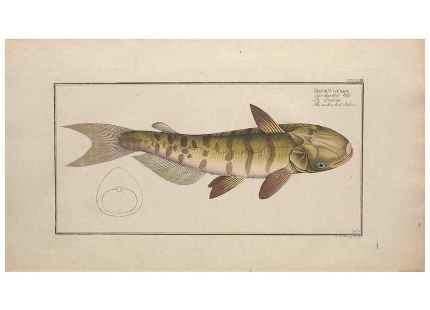 Reproducción/Reproduction 49774552821: Ichtyologie, ou, Histoire naturelle, générale et particulière des poissons :. A Berlin :Chez l'auteur, & chez François de la Garde libraire,1785-1797.. 