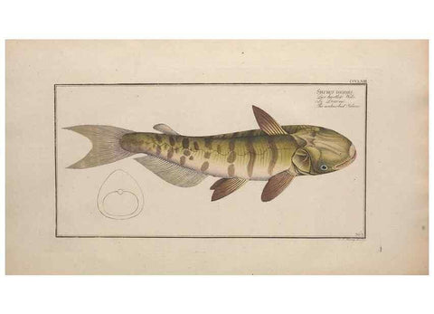 Reproducción/Reproduction 49774552821: Ichtyologie, ou, Histoire naturelle, générale et particulière des poissons :. A Berlin :Chez l'auteur, & chez François de la Garde libraire,1785-1797.. 
