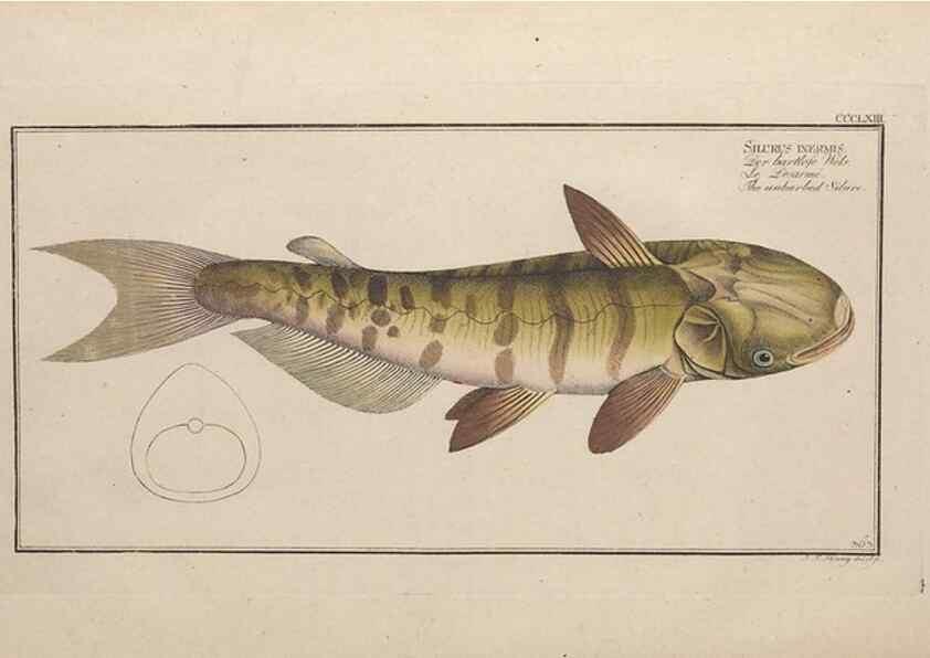 Reproducción/Reproduction 49774552821: Ichtyologie, ou, Histoire naturelle, générale et particulière des poissons :. A Berlin :Chez l'auteur, & chez François de la Garde libraire,1785-1797.. 