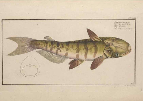 Reproducción/Reproduction 49774552821: Ichtyologie, ou, Histoire naturelle, générale et particulière des poissons :. A Berlin :Chez l'auteur, & chez François de la Garde libraire,1785-1797.. 