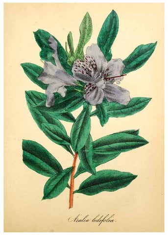 Reproducción/Reproduction 49780755268: The American flora :. New York :Hull & Spencer,1855.. 