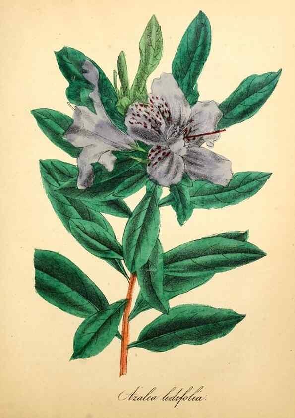 Reproducción/Reproduction 49780755268: The American flora :. New York :Hull & Spencer,1855.. 