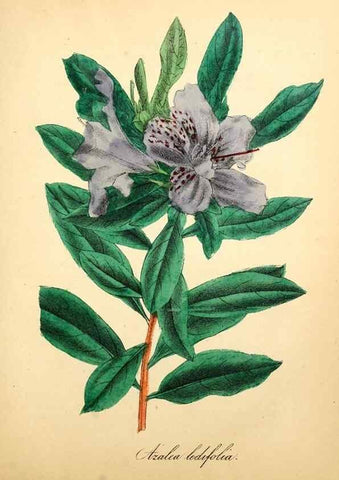 Reproducción/Reproduction 49780755268: The American flora :. New York :Hull & Spencer,1855.. 