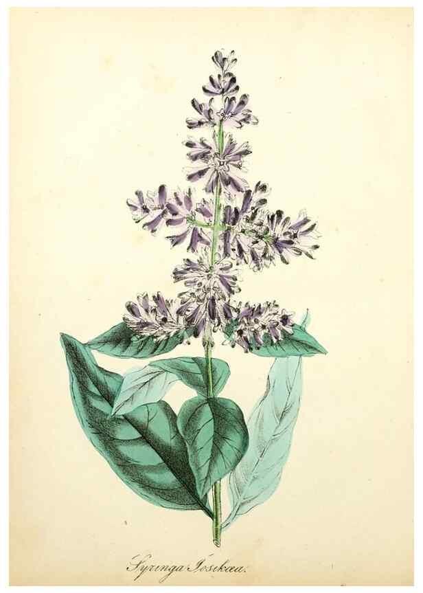 Reproducción/Reproduction 49780755643: The American flora :. New York :Hull & Spencer,1855.. 