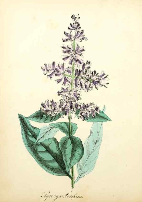 Reproducción/Reproduction 49780755643: The American flora :. New York :Hull & Spencer,1855.. 