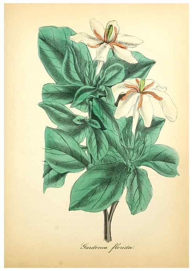 Reproducción/Reproduction 49781295406: The American flora :. New York :Hull & Spencer,1855.. 