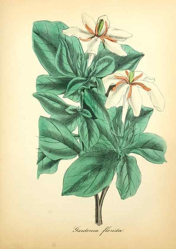Reproducción/Reproduction 49781295406: The American flora :. New York :Hull & Spencer,1855.. 