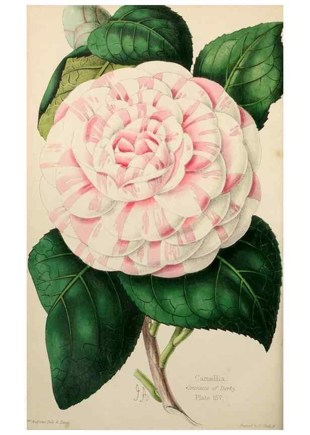 Reproducción/Reproduction 49784400708: The florist, fruitist, and garden miscellany.. London :Chapman and Hall,1852-. 