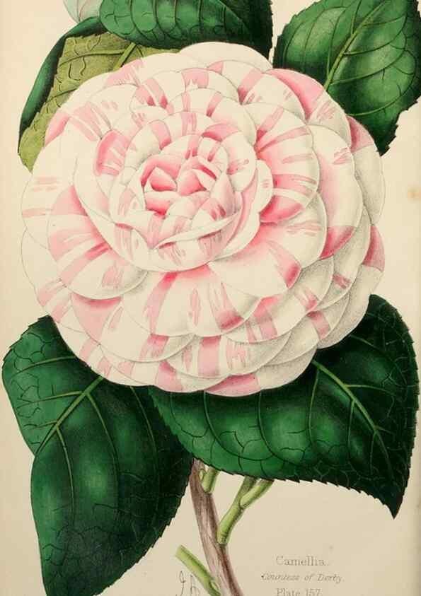 Reproducción/Reproduction 49784400708: The florist, fruitist, and garden miscellany.. London :Chapman and Hall,1852-. 