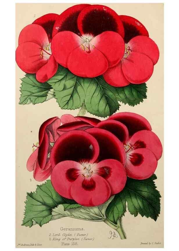 Reproducción/Reproduction 49785260567: The florist, fruitist, and garden miscellany.. London :Chapman and Hall,1852-. 