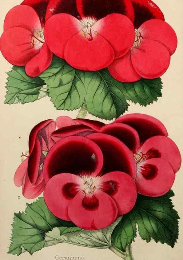 Reproducción/Reproduction 49785260567: The florist, fruitist, and garden miscellany.. London :Chapman and Hall,1852-. 