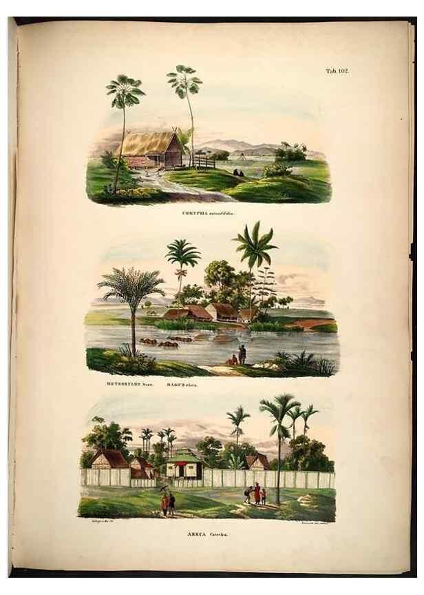 Reproducción/Reproduction 49785381662: Historia naturalis palmarum. Lipsiae: T.O. Weigel, [1823-50]. 