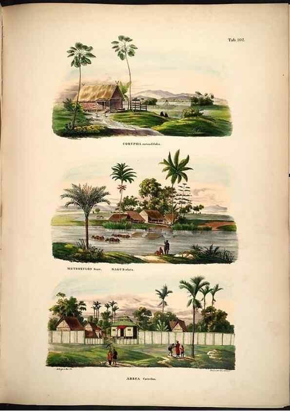 Reproducción/Reproduction 49785381662: Historia naturalis palmarum. Lipsiae: T.O. Weigel, [1823-50]. 