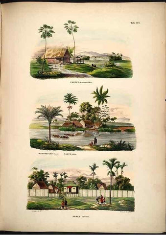 Reproducción/Reproduction 49785381662: Historia naturalis palmarum. Lipsiae: T.O. Weigel, [1823-50]. 
