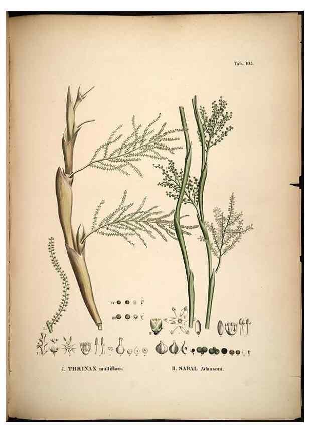 Reproducción/Reproduction 49784523043: Historia naturalis palmarum. Lipsiae: T.O. Weigel, [1823-50]. 