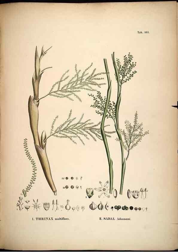 Reproducción/Reproduction 49784523043: Historia naturalis palmarum. Lipsiae: T.O. Weigel, [1823-50]. 