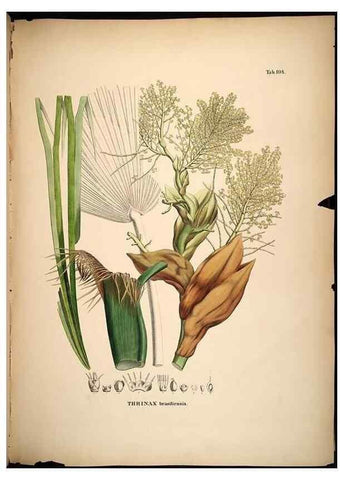 Reproducción/Reproduction 49785060266: Historia naturalis palmarum. Lipsiae: T.O. Weigel, [1823-50]. 