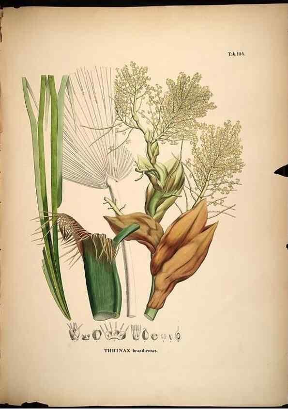 Reproducción/Reproduction 49785060266: Historia naturalis palmarum. Lipsiae: T.O. Weigel, [1823-50]. 