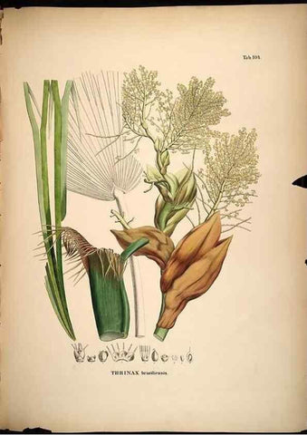 Reproducción/Reproduction 49785060266: Historia naturalis palmarum. Lipsiae: T.O. Weigel, [1823-50]. 