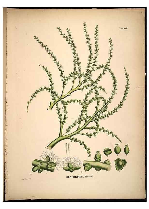 Reproducción/Reproduction 49785382127: Historia naturalis palmarum. Lipsiae: T.O. Weigel, [1823-50]. 