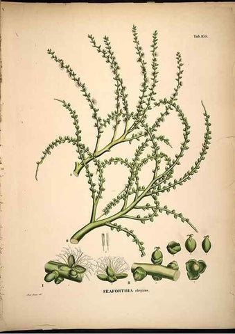 Reproducción/Reproduction 49785382127: Historia naturalis palmarum. Lipsiae: T.O. Weigel, [1823-50]. 