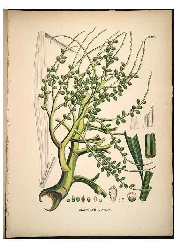 Reproducción/Reproduction 49785382377: Historia naturalis palmarum. Lipsiae: T.O. Weigel, [1823-50]. 