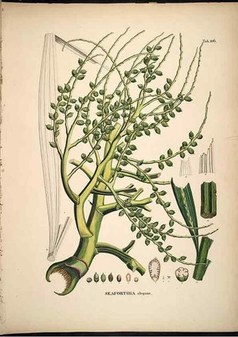 Reproducción/Reproduction 49785382377: Historia naturalis palmarum. Lipsiae: T.O. Weigel, [1823-50]. 