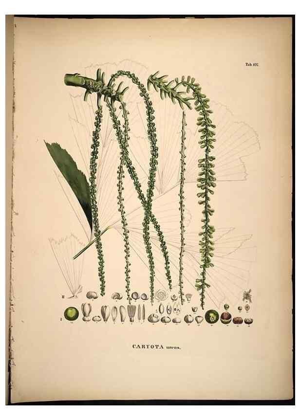 Reproducción/Reproduction 49785060801: Historia naturalis palmarum. Lipsiae: T.O. Weigel, [1823-50]. 