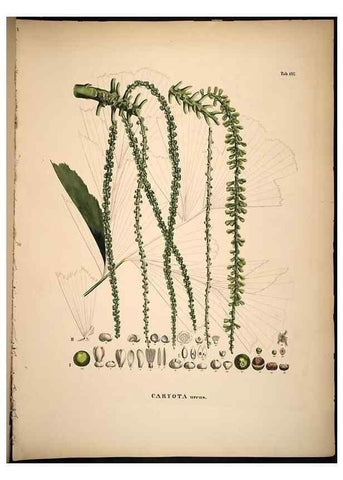 Reproducción/Reproduction 49785060801: Historia naturalis palmarum. Lipsiae: T.O. Weigel, [1823-50]. 