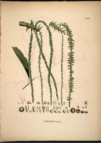 Reproducción/Reproduction 49785060801: Historia naturalis palmarum. Lipsiae: T.O. Weigel, [1823-50]. 