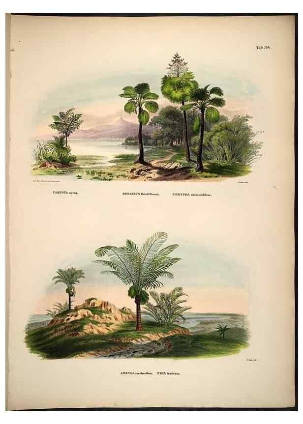 Reproducción/Reproduction 49785061046: Historia naturalis palmarum. Lipsiae: T.O. Weigel, [1823-50]. 
