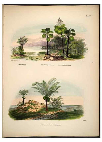Reproducción/Reproduction 49785061046: Historia naturalis palmarum. Lipsiae: T.O. Weigel, [1823-50]. 