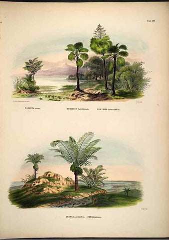 Reproducción/Reproduction 49785061046: Historia naturalis palmarum. Lipsiae: T.O. Weigel, [1823-50]. 