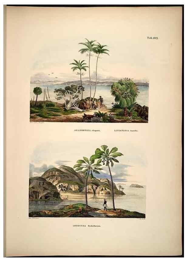 Reproducción/Reproduction 49784524218: Historia naturalis palmarum. Lipsiae: T.O. Weigel, [1823-50]. 