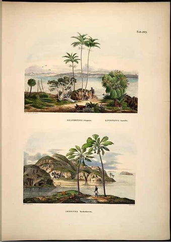 Reproducción/Reproduction 49784524218: Historia naturalis palmarum. Lipsiae: T.O. Weigel, [1823-50]. 