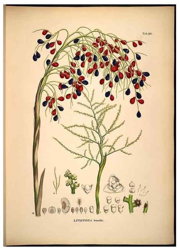 Reproducción/Reproduction 49784524438: Historia naturalis palmarum. Lipsiae: T.O. Weigel, [1823-50]. 