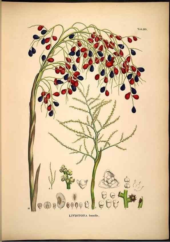 Reproducción/Reproduction 49784524438: Historia naturalis palmarum. Lipsiae: T.O. Weigel, [1823-50]. 