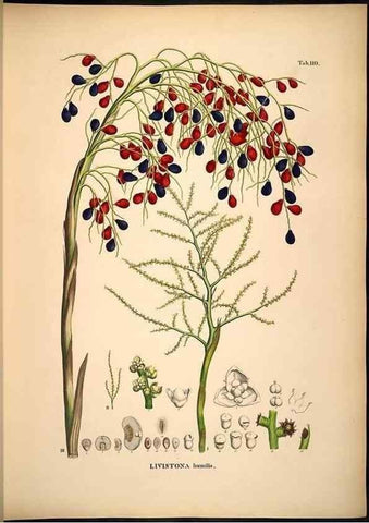 Reproducción/Reproduction 49784524438: Historia naturalis palmarum. Lipsiae: T.O. Weigel, [1823-50]. 