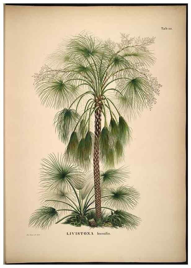 Reproducción/Reproduction 49785061681: Historia naturalis palmarum. Lipsiae: T.O. Weigel, [1823-50]. 