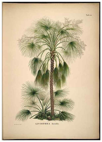 Reproducción/Reproduction 49785061681: Historia naturalis palmarum. Lipsiae: T.O. Weigel, [1823-50]. 