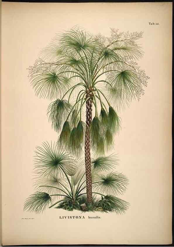 Reproducción/Reproduction 49785061681: Historia naturalis palmarum. Lipsiae: T.O. Weigel, [1823-50]. 