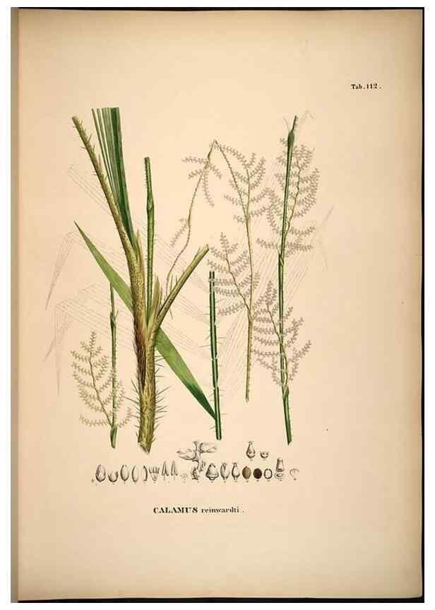 Reproducción/Reproduction 49784524818: Historia naturalis palmarum. Lipsiae: T.O. Weigel, [1823-50]. 