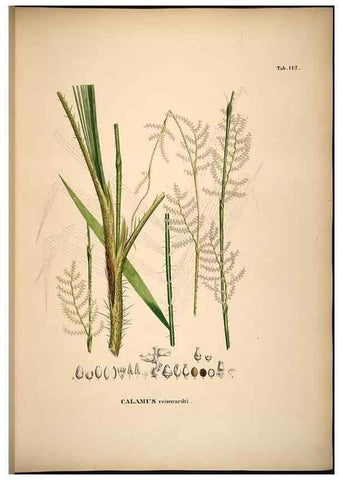Reproducción/Reproduction 49784524818: Historia naturalis palmarum. Lipsiae: T.O. Weigel, [1823-50]. 