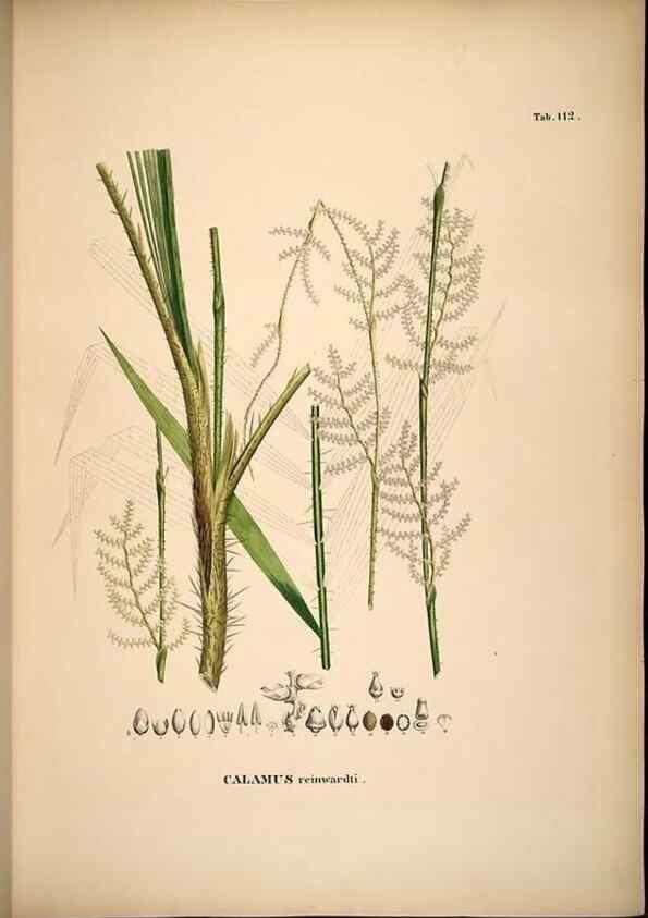 Reproducción/Reproduction 49784524818: Historia naturalis palmarum. Lipsiae: T.O. Weigel, [1823-50]. 