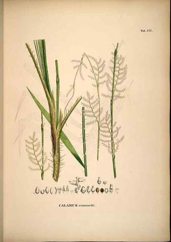Reproducción/Reproduction 49784524818: Historia naturalis palmarum. Lipsiae: T.O. Weigel, [1823-50]. 