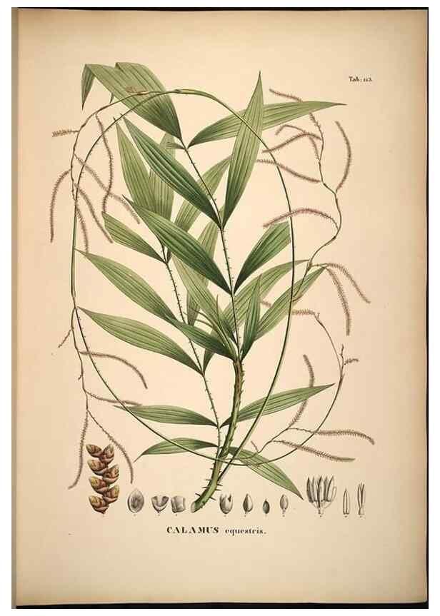 Reproducción/Reproduction 49785062066: Historia naturalis palmarum. Lipsiae: T.O. Weigel, [1823-50]. 