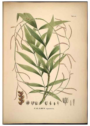 Reproducción/Reproduction 49785062066: Historia naturalis palmarum. Lipsiae: T.O. Weigel, [1823-50]. 