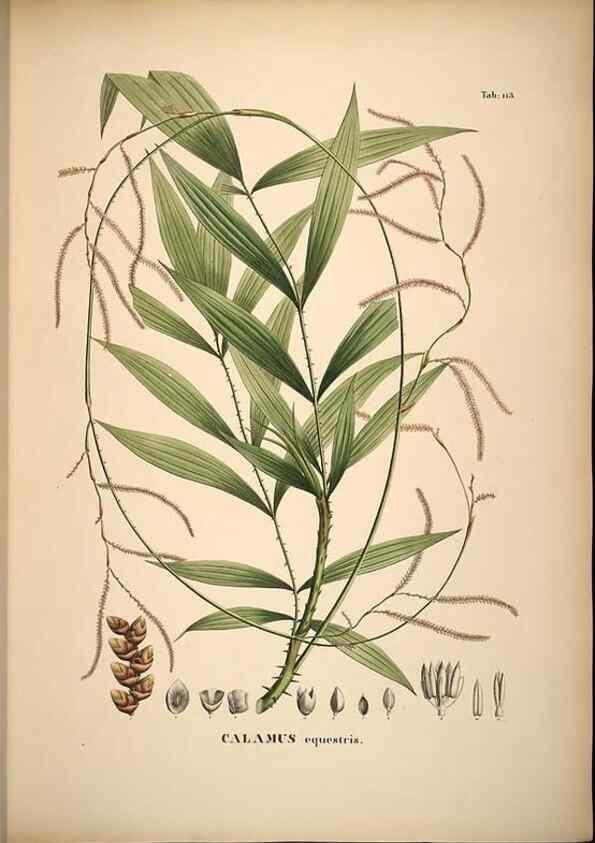 Reproducción/Reproduction 49785062066: Historia naturalis palmarum. Lipsiae: T.O. Weigel, [1823-50]. 